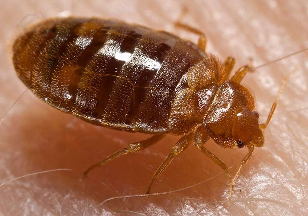 E&J Termite and Pest Control LLC | 434 Cooper St unit a, Beverly, NJ 08010, USA | Phone: (609) 239-5665 E&J Termite and Pest Control LLC | 434 Cooper St unit a, Beverly, NJ 08010, USA | Phone: (609) 239-5665