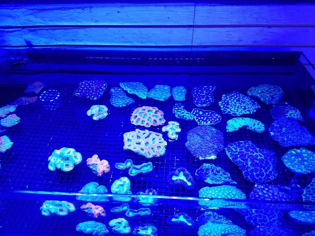 Aquatic Jewels | 2832 Stirling Rd, Hollywood, FL 33020, USA | Phone: (954) 966-8389