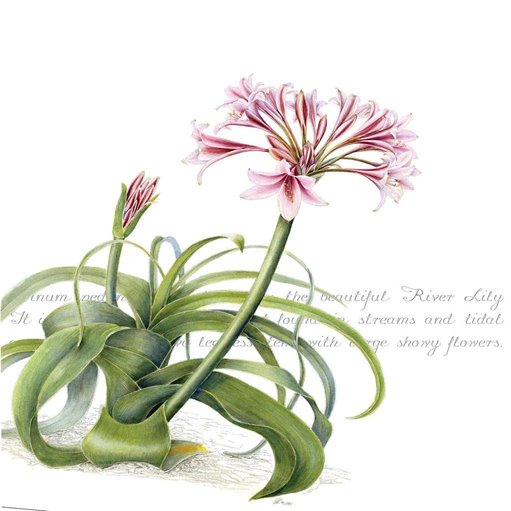 Zaquarella Botanical Greeting Cards | Willow Barn, Mill Hill, Edenbridge TN8 5DB, UK | Phone: 07577 001145
