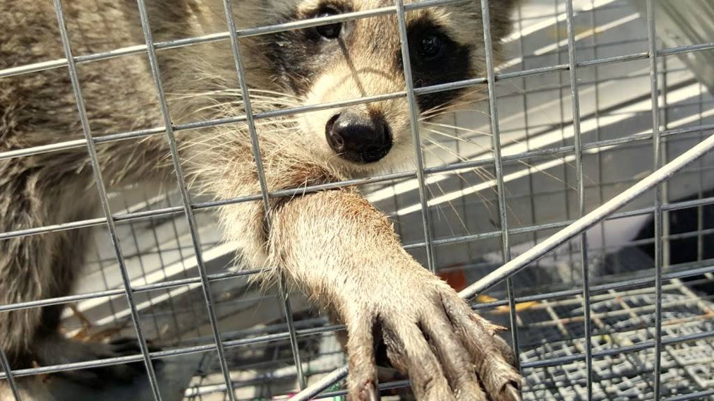 Humane Raccoon Removal Raleigh | 3822 Airport Rd, Morrisville, NC 27560, USA | Phone: (919) 415-0615