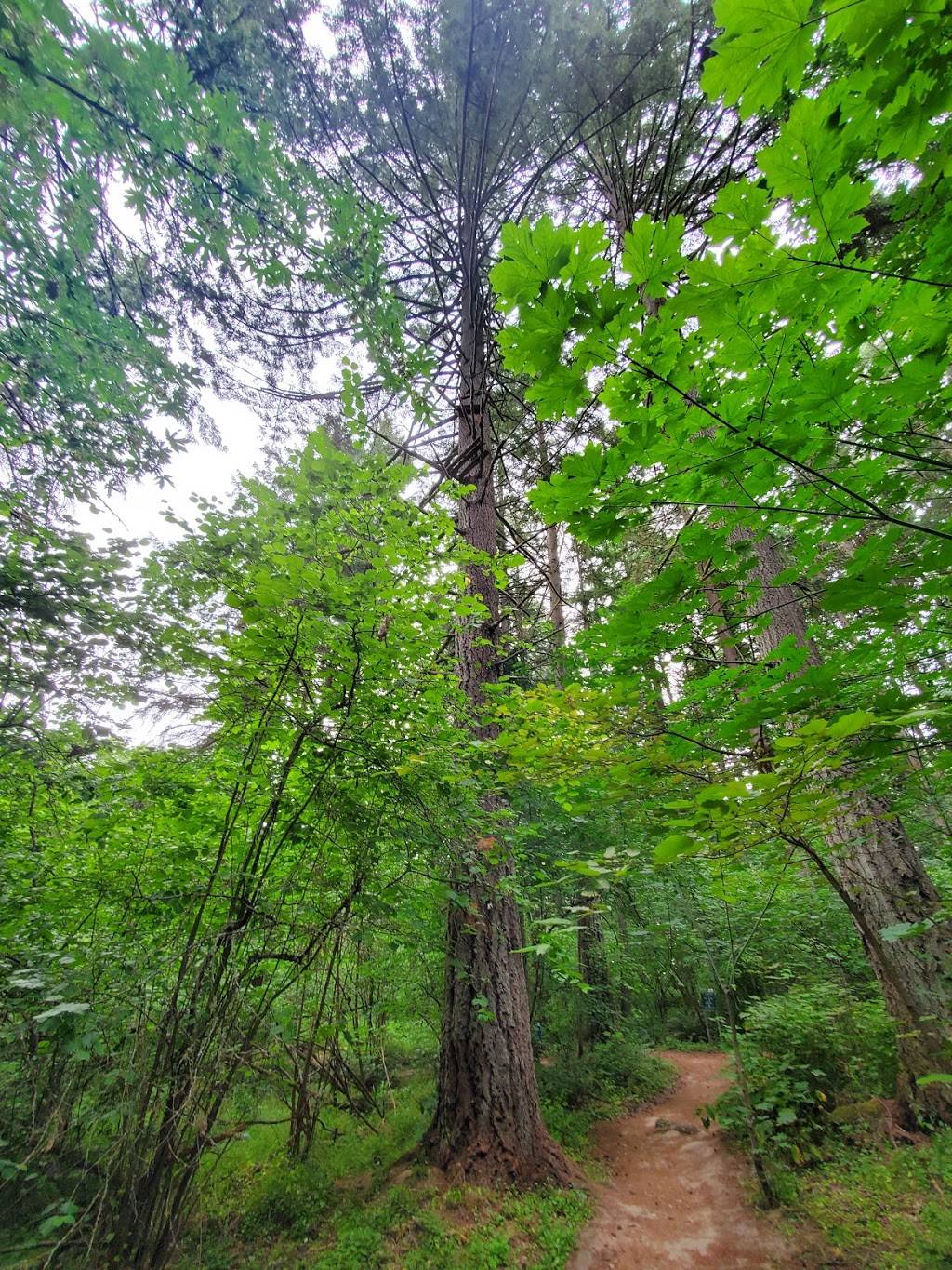 Hyland Woods Natural Area | Hyland Forest Park Trail, Beaverton, OR 97008 | Phone: (503) 645-6433