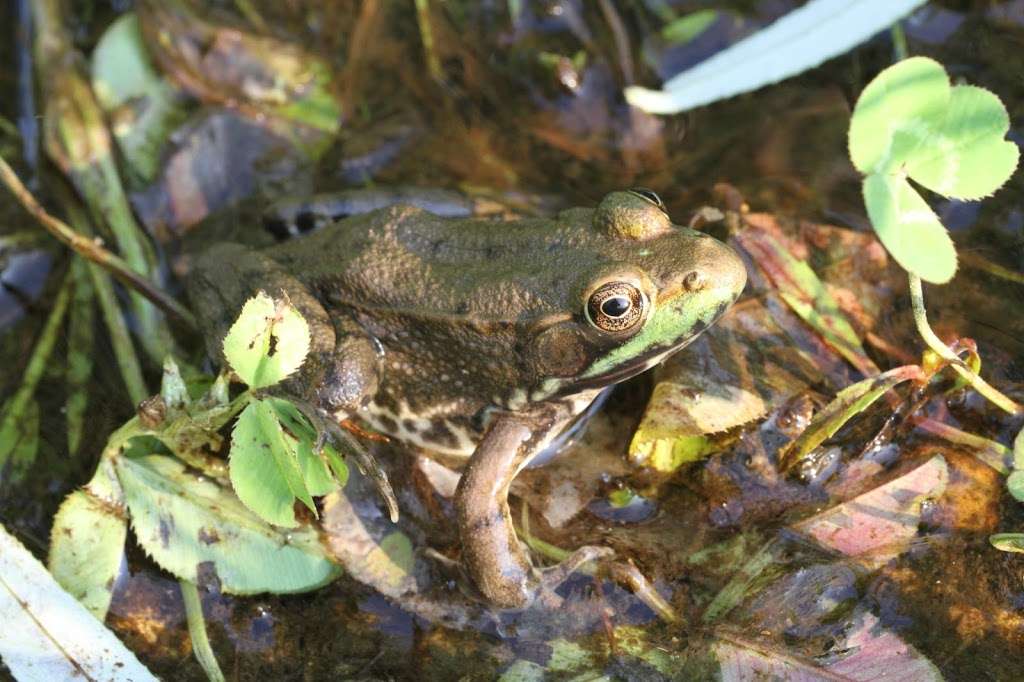 New Munster Bog Island State Natural Area | Burlington, WI 53105 | Phone: (888) 936-7463