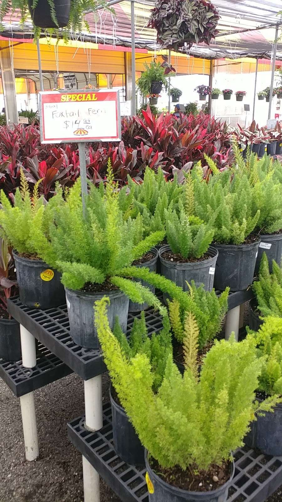 Houston Garden Centers | 14135 East Fwy, Houston, TX 77015, USA | Phone: (713) 451-6911