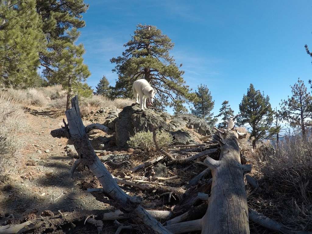 North Backbone Trail Head | Blue Ridge Truck Trail, Lytle Creek, CA 92358