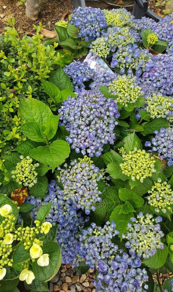 Paramount Plants & Gardens | 131 Theobalds Park Rd, Crews Hill, Enfield EN2 9BH, UK | Phone: 020 8367 8809