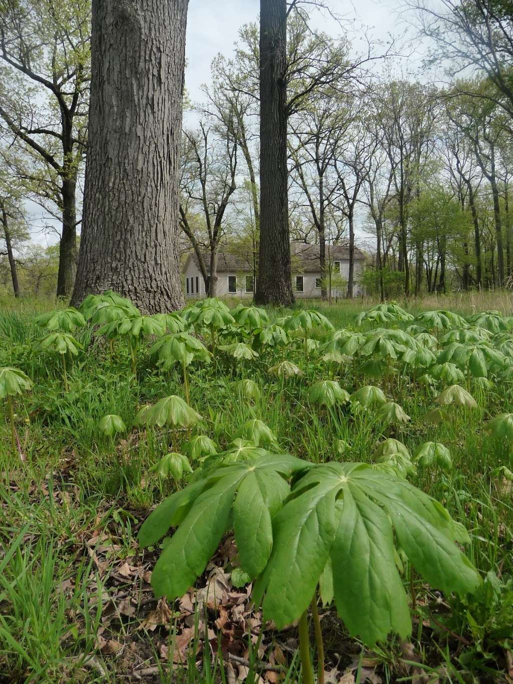 Deerpath Farm | 26339 N Farwell Rd, Mettawa, IL 60045, USA | Phone: (312) 952-9511