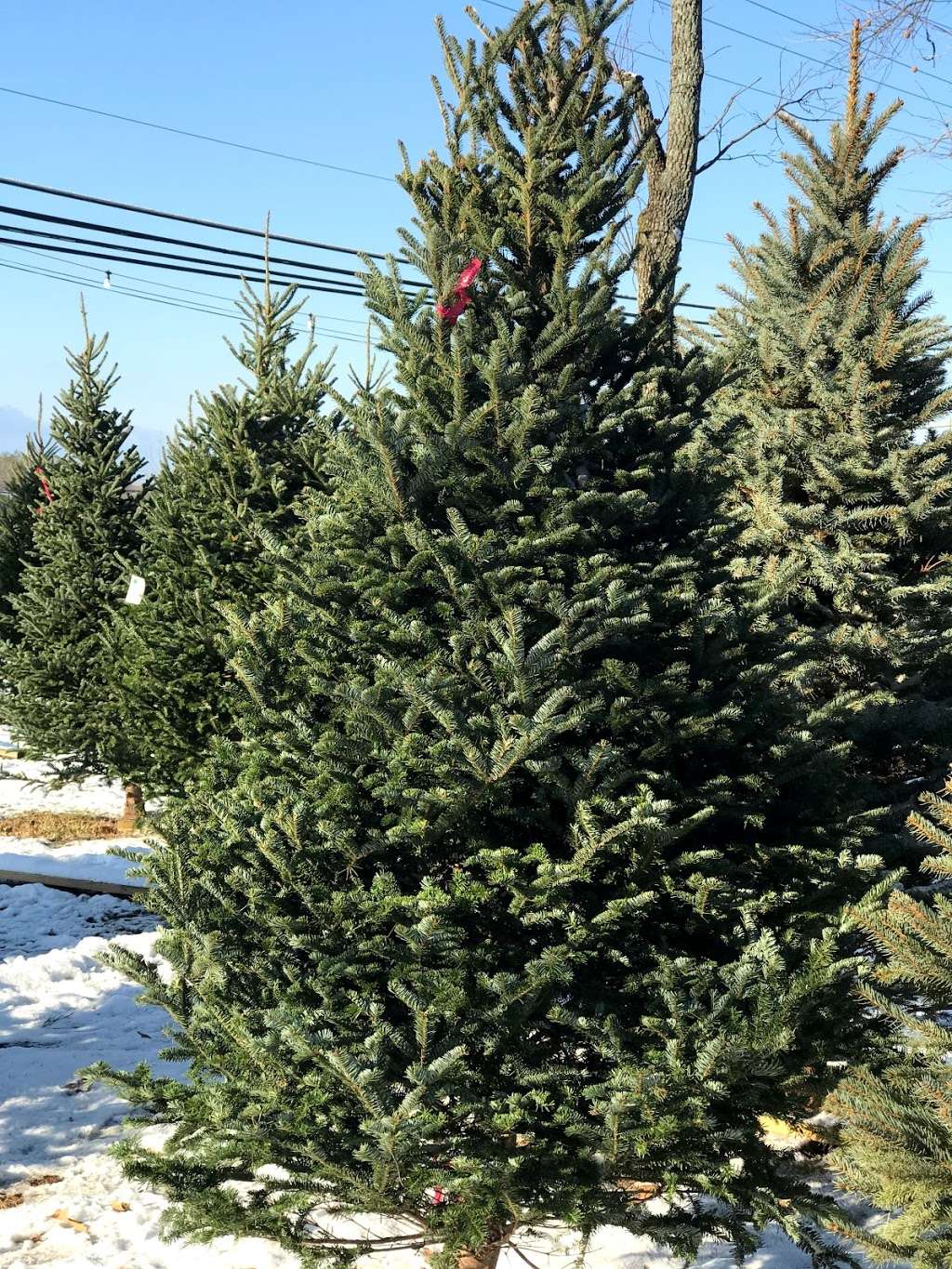 The Barnyard Christmas Trees | 4024 Belle Grove Rd, Baltimore, MD 21225, USA | Phone: (410) 302-1492