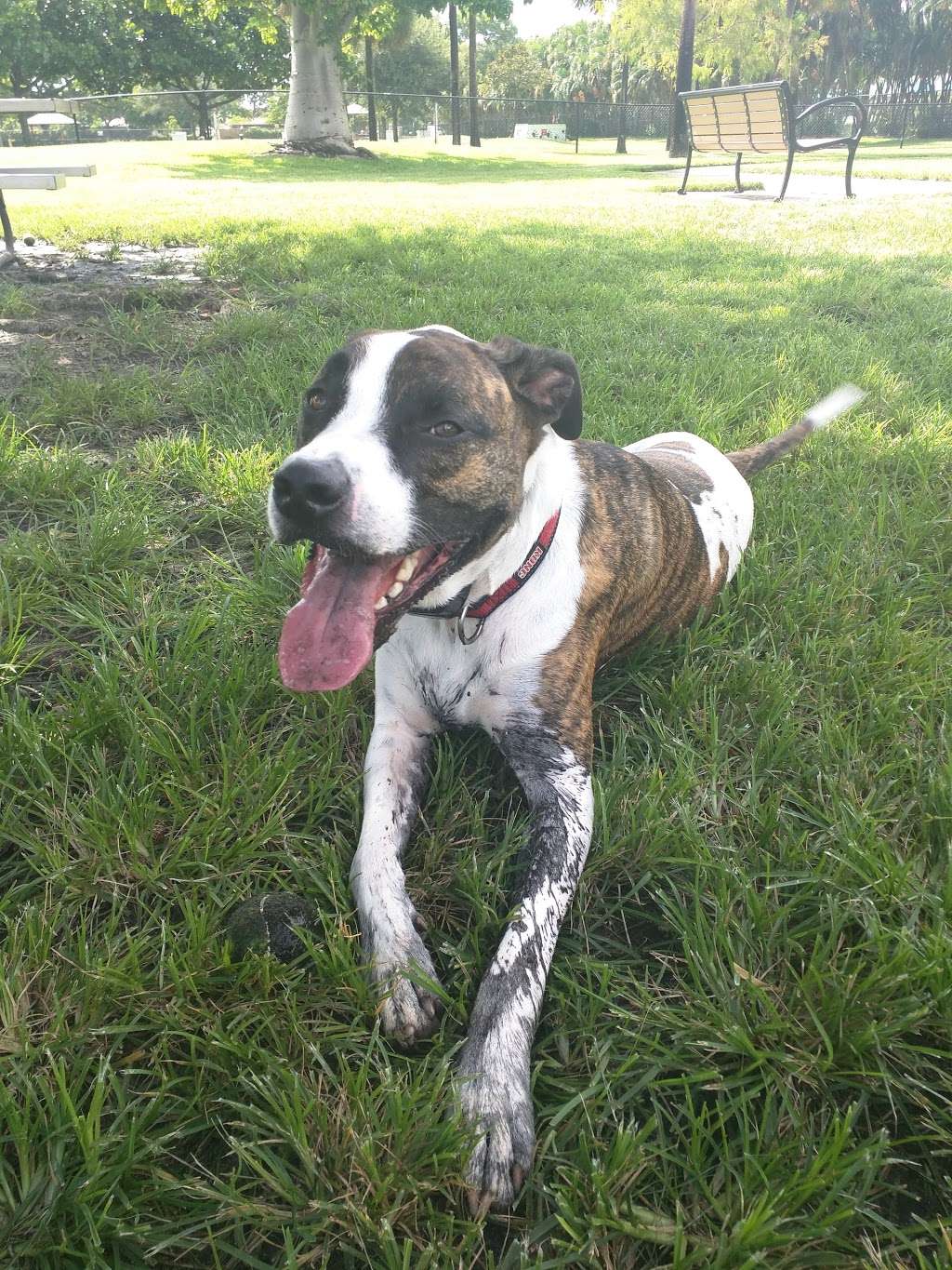 Happy Tails dog Park | 6600 SW 16th St, Plantation, FL 33317 | Phone: (954) 797-2200