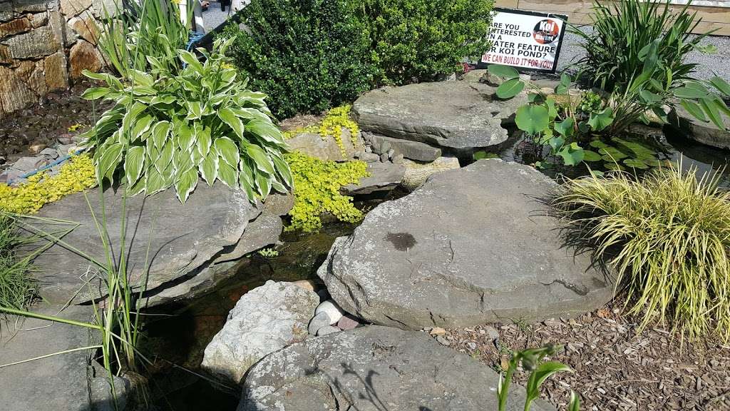 Koi Market Aquatic Gardens | 475 Main St, Huntington, NY 11743, USA | Phone: (516) 809-6771