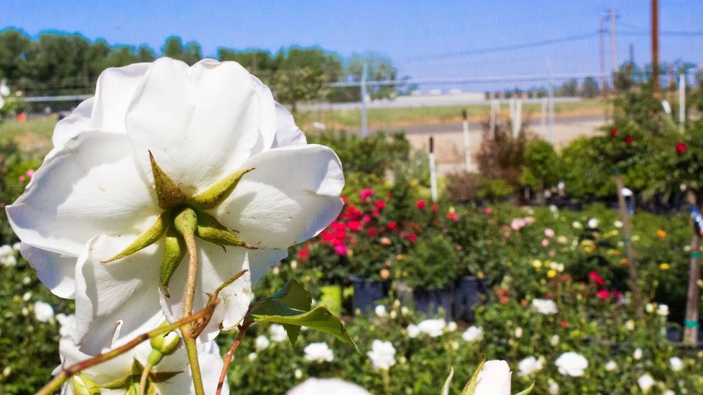 Green Hills Nursery | 2408 N Armstrong Ave, Fresno, CA 93727, USA | Phone: (559) 291-8733