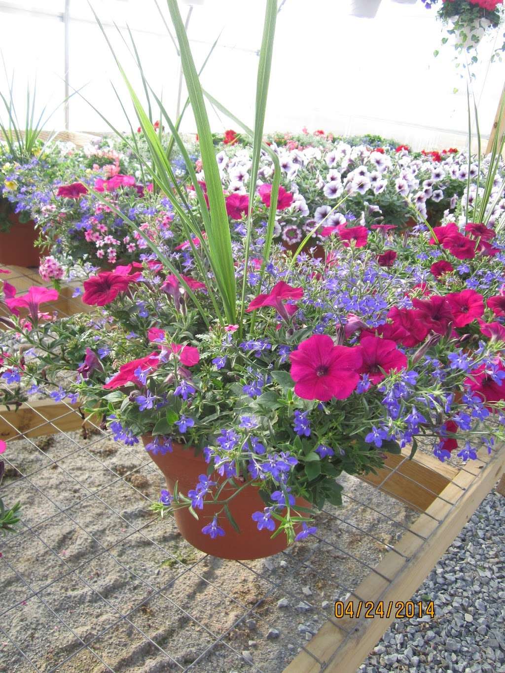 New Blooms Greenhouse | 3360 Strasburg Rd, Parkesburg, PA 19365, USA | Phone: (484) 787-9363