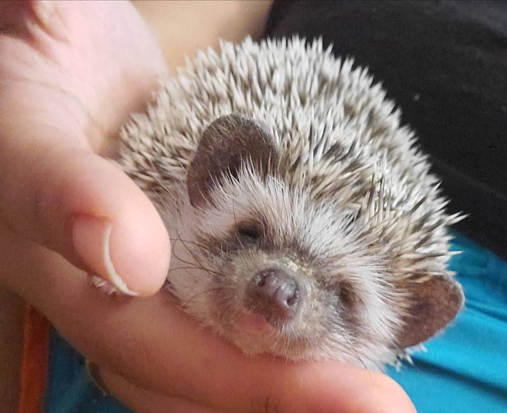 Daves Domestic Hedgehogs | 1622 Worth St, Hillsborough, NC 27278, USA | Phone: (919) 886-0009