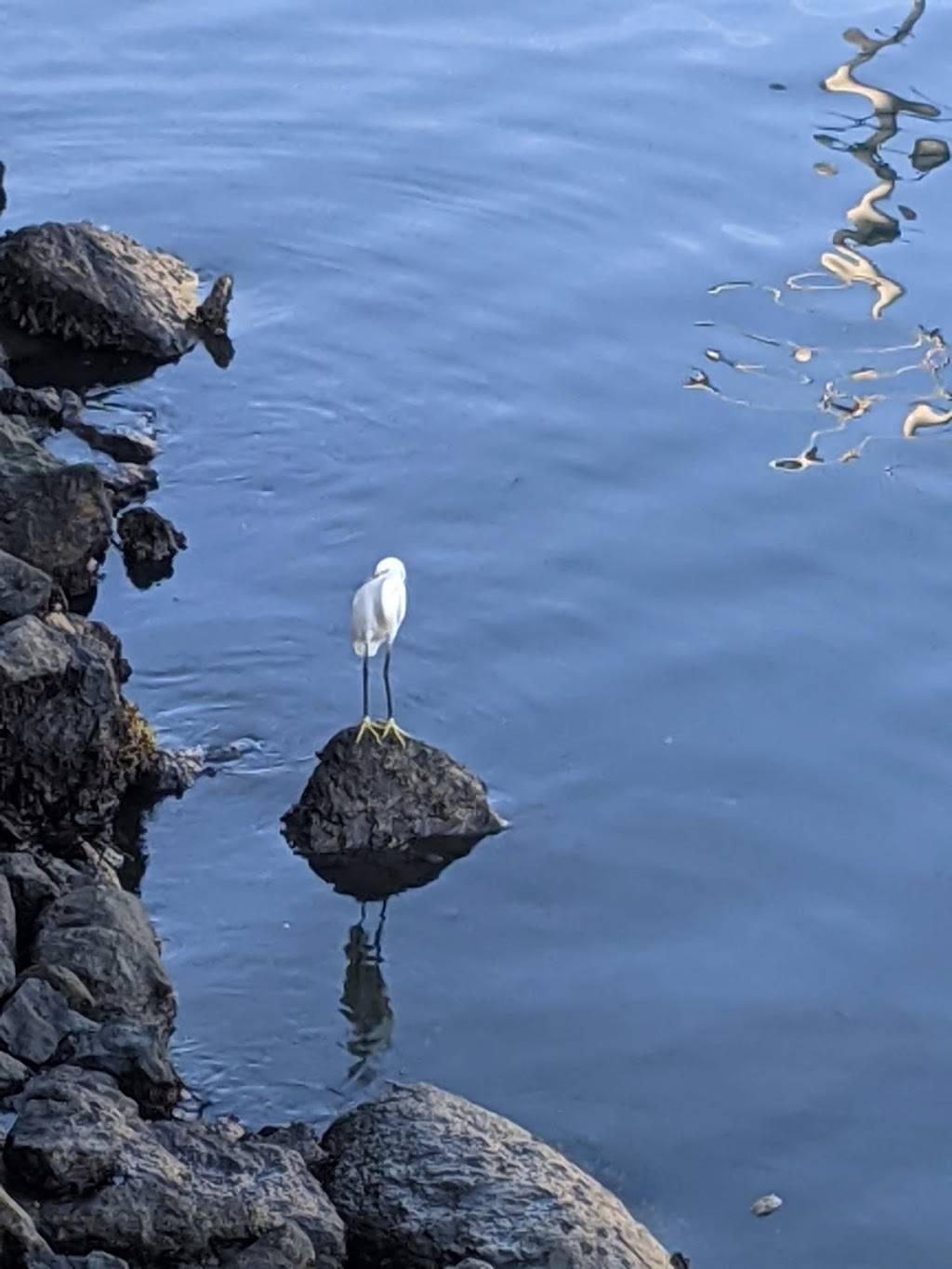 Golden Shore Marine Biological Reserve | 201 Golden Shore, Long Beach, CA 90802, USA | Phone: (562) 570-1600