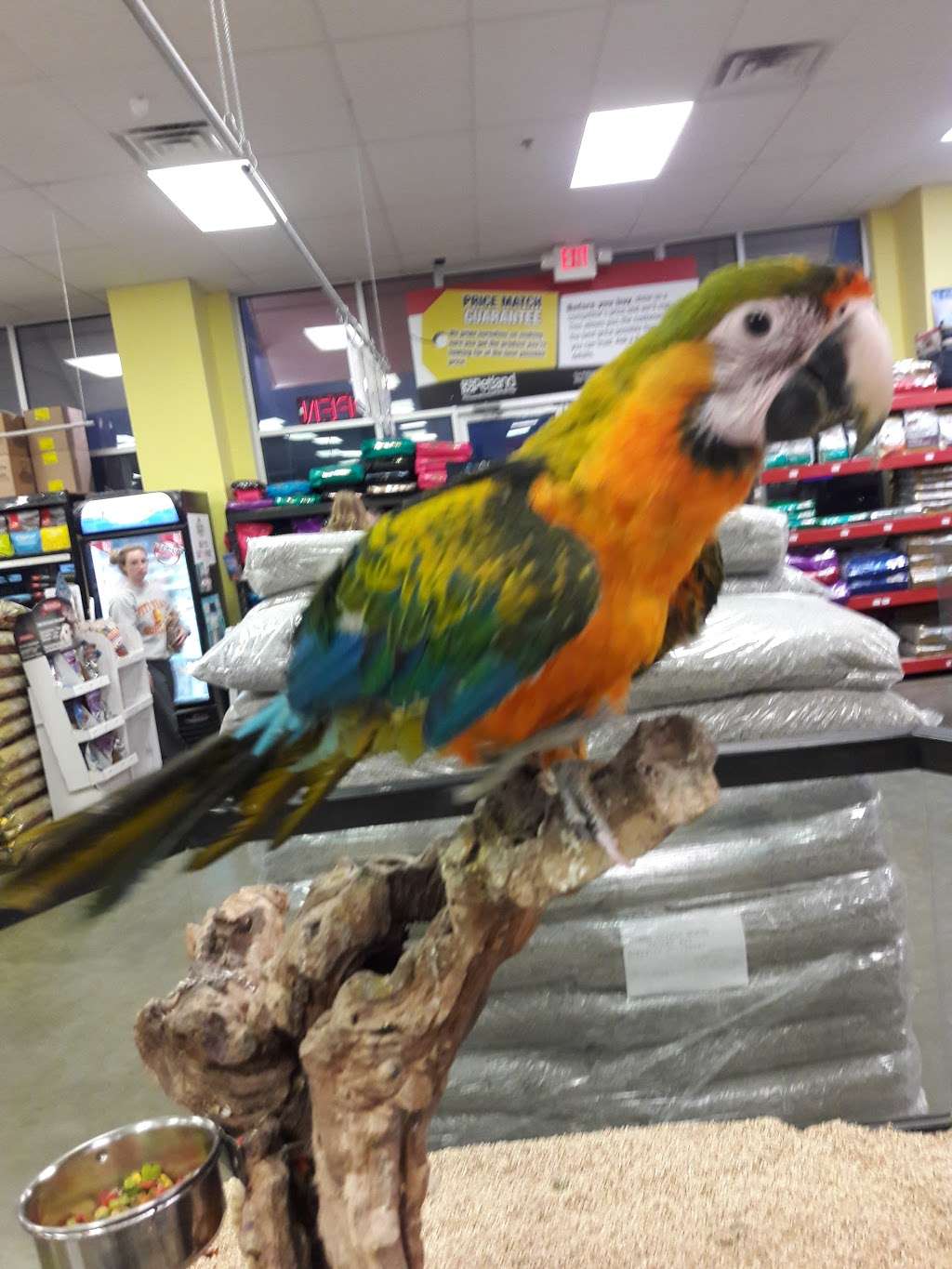 Petland Blue Springs | 1803 South, MO-7, Blue Springs, MO 64014 | Phone: (816) 228-6868