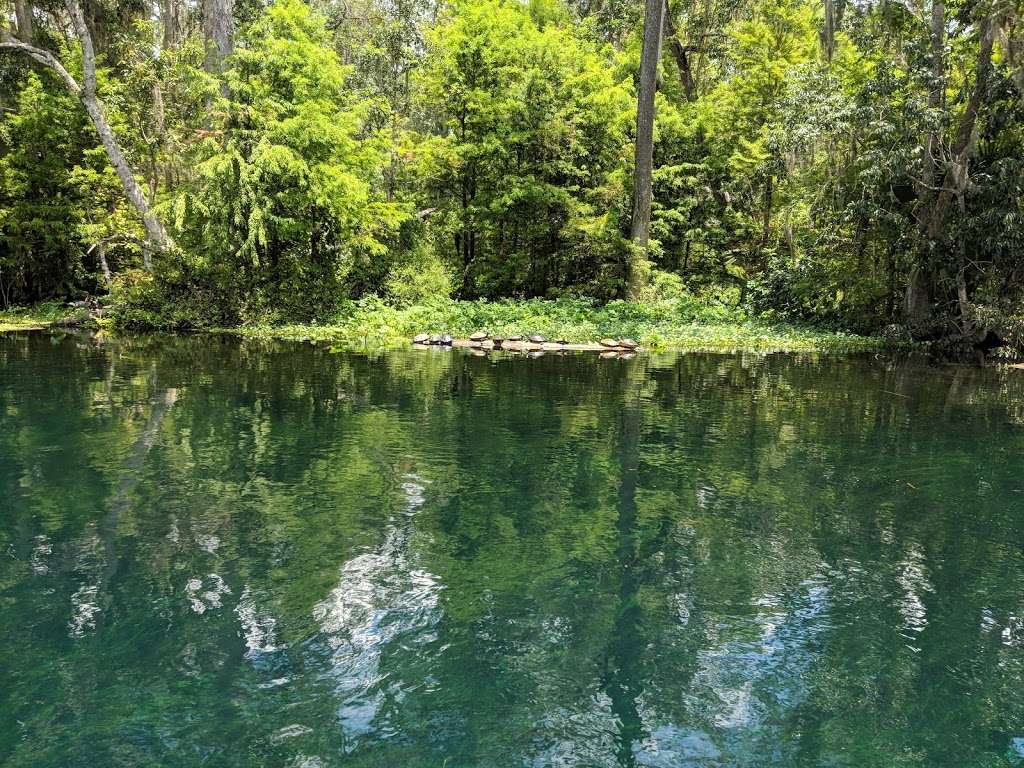 Silver Springs State Park | 5656 E Silver Springs Blvd, Silver Springs, FL 34488 | Phone: (352) 261-5840