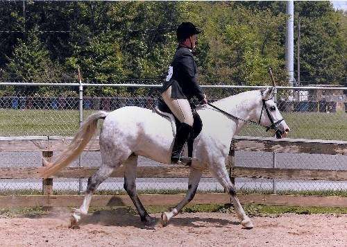 Flying A Riding Academy | 10116 Shawnee Rd, Greenwood, DE 19950, USA | Phone: (302) 354-1623