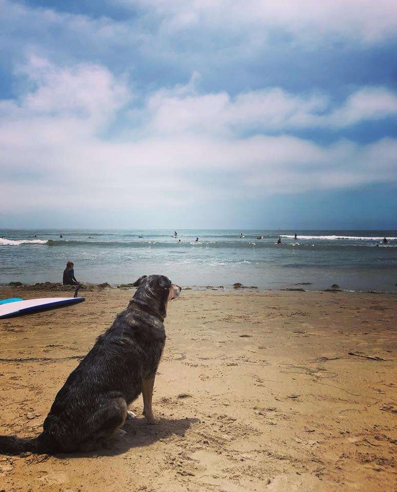 Ventura Makos Surf Camp | 1132 Meta St, Ventura, CA 93001, USA | Phone: (805) 426-0765