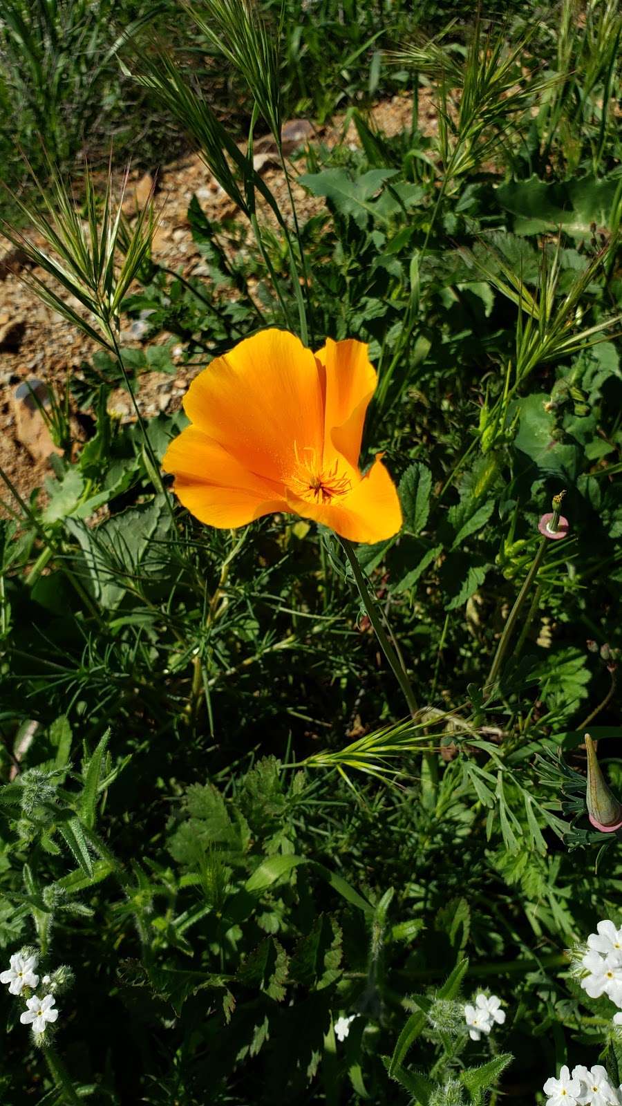 Wildflower Viewing Area | I-15, Lake Elsinore, CA 92532, United States