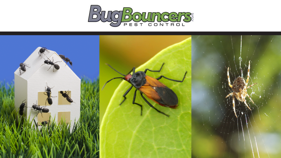 Bug Bouncers | 7387 Washington Blvd #105, Elkridge, MD 21075, USA | Phone: (410) 978-7378