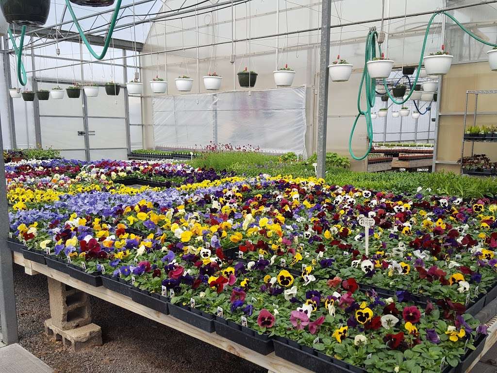 Shenks Greenhouse | 2199 Old Philadelphia Pike, Lancaster, PA 17602, USA | Phone: (717) 397-0430