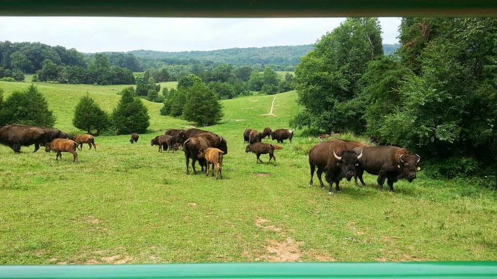 Virginia Bison Company at Cibola Farms | 10075 Stone Bridge Rd, Culpeper, VA 22701, USA | Phone: (540) 212-9455