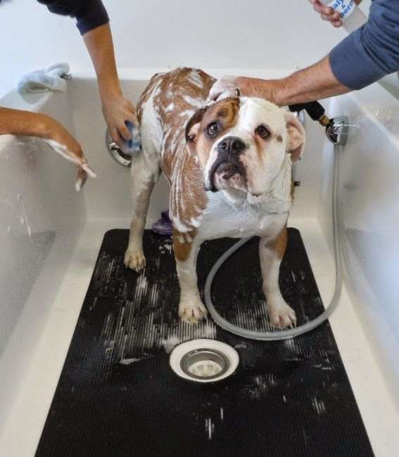 Top Dog Self Wash | 1516 Philadelphia Pike, Wilmington, DE 19809, USA | Phone: (302) 791-0900