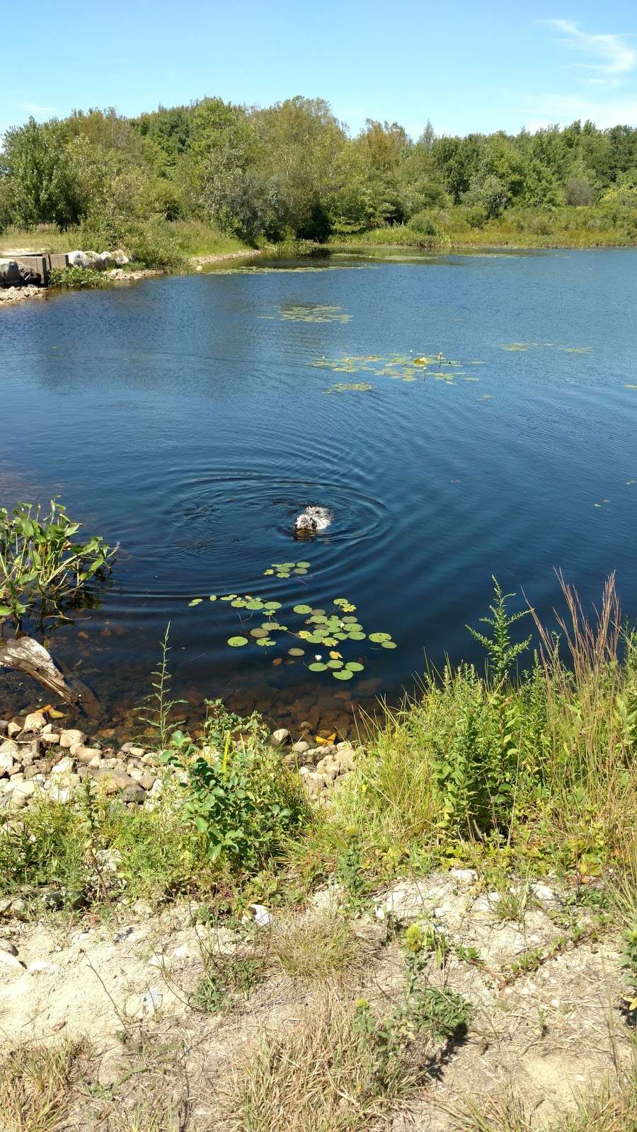 Burrage Pond Wildlife Management Area | Pleasant St, Hanson, MA 02341, USA | Phone: (508) 759-3406