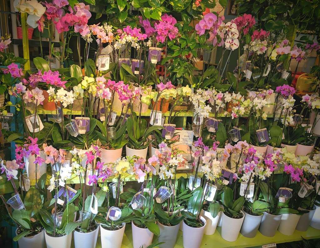 A Whole Bunch Flower Market | 326 Cambridge St, Burlington, MA 01803, USA | Phone: (781) 221-0016
