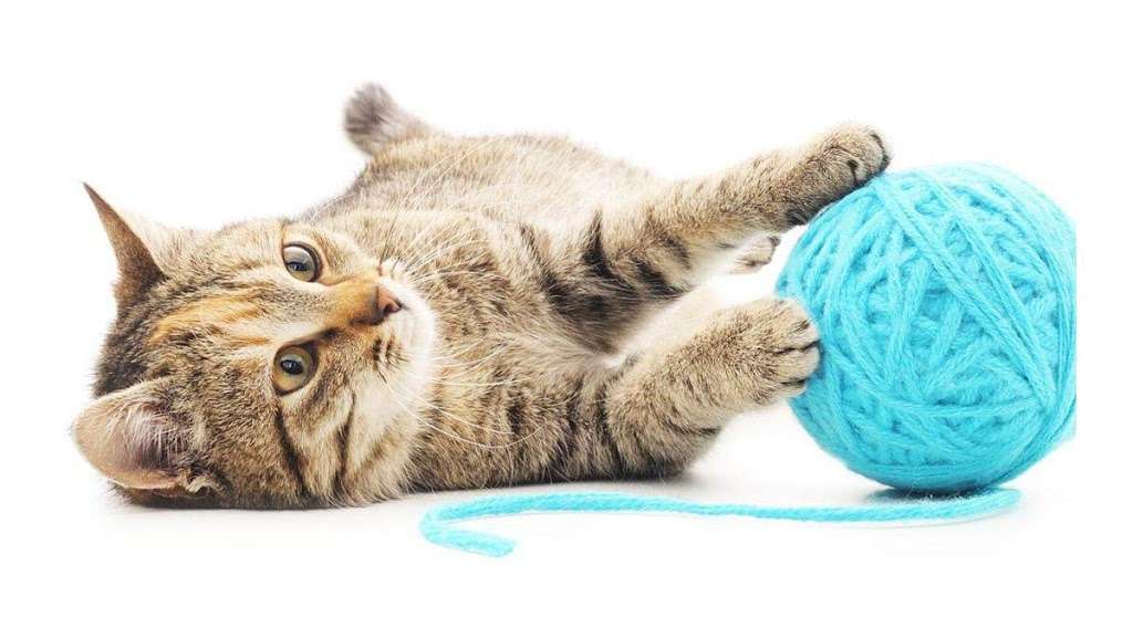Longwood Veterinary Center | 230 Kennett Pike, Kennett Square, PA 19348, USA | Phone: (610) 388-3388