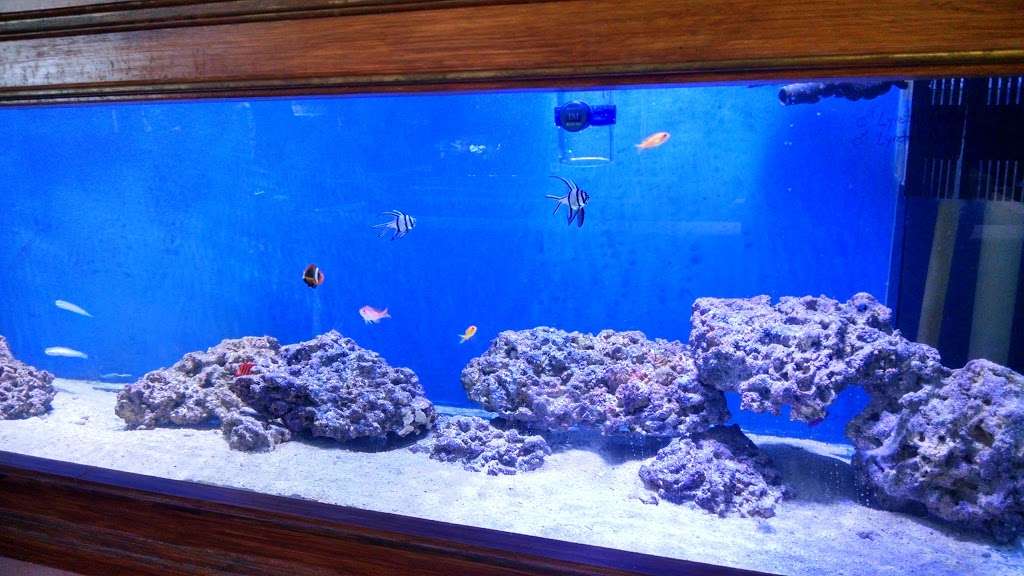 Coral Sea Aquariums | 1373 N Military Trl, West Palm Beach, FL 33409, USA | Phone: (561) 684-6411
