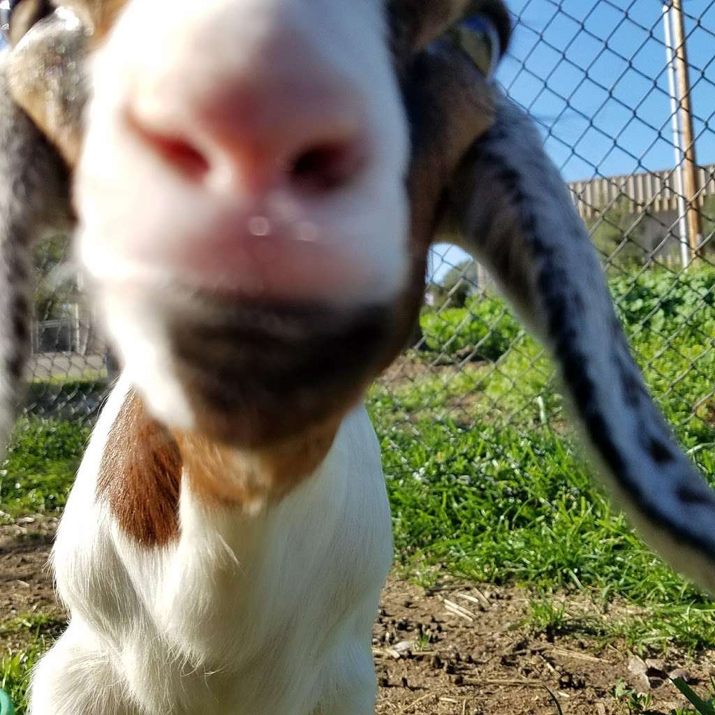 Carters Hay & Grain | 1985 Olivenhain Rd, Encinitas, CA 92024, USA | Phone: (760) 436-4738