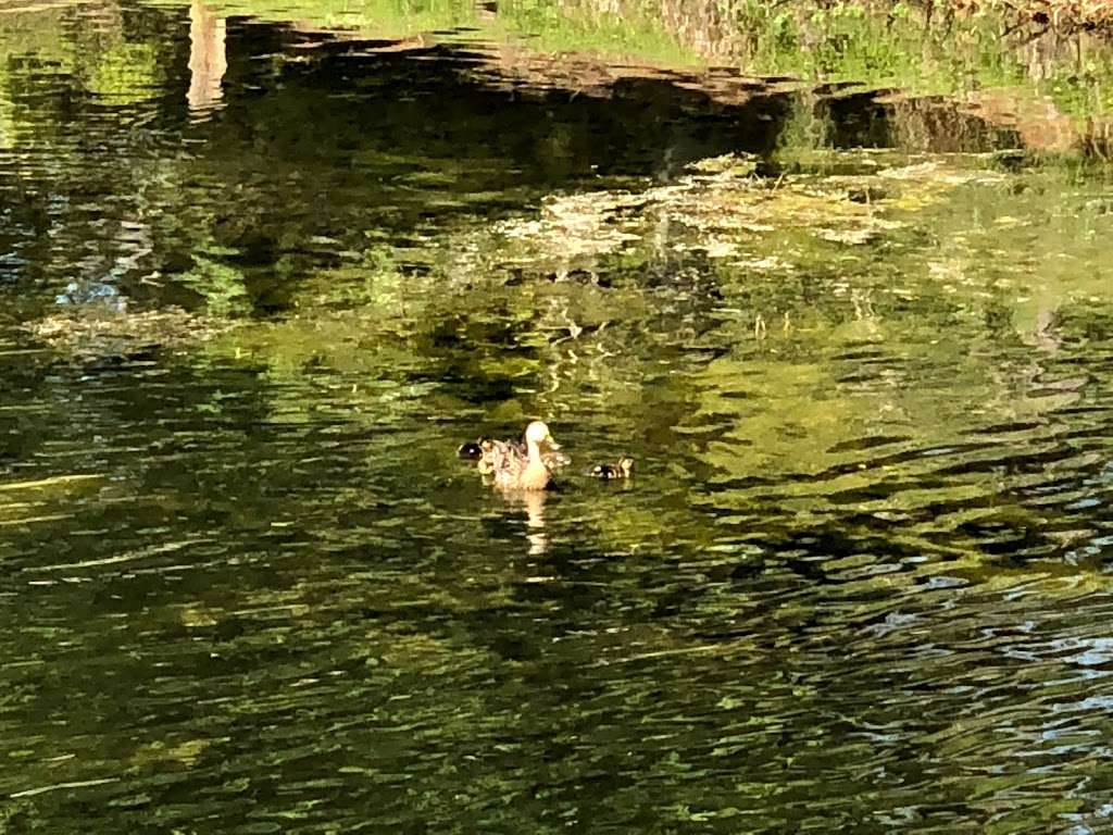 Boat Launch - Disney Springs Marketplace | Lake Buena Vista, FL 32830, USA