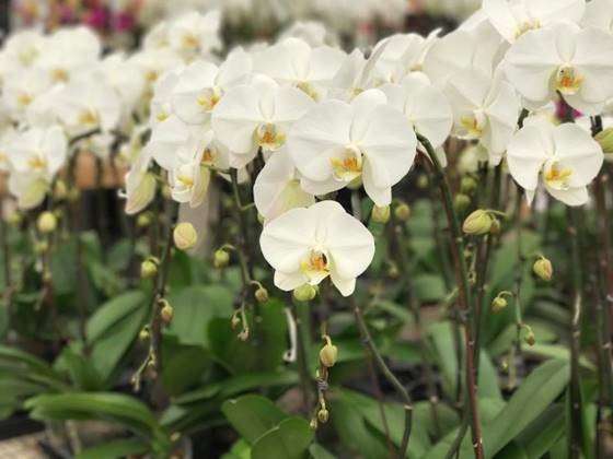 South Coast Orchids | 805 Mar Vista Dr, Vista, CA 92081, USA | Phone: (760) 940-8000