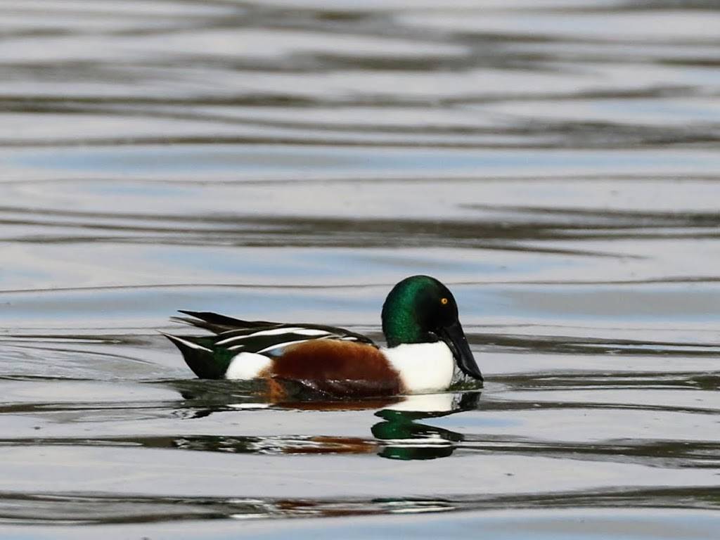 Hornsby Bend Bird Observatory | 2210 S FM 973, Austin, TX 78725, USA | Phone: (512) 972-1960