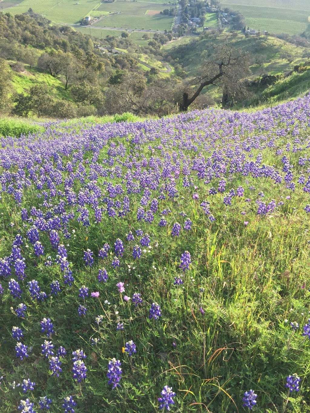 Rector Reservoir Wildlife Area Trailhead | Napa, CA 94558, USA