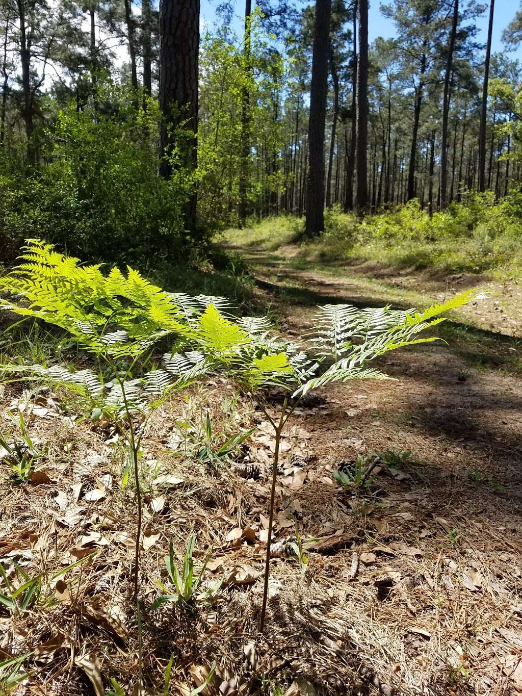 Texas A&M Forest Service | 1328 Farm to Market Rd 1488, Conroe, TX 77384, USA | Phone: (936) 273-2261