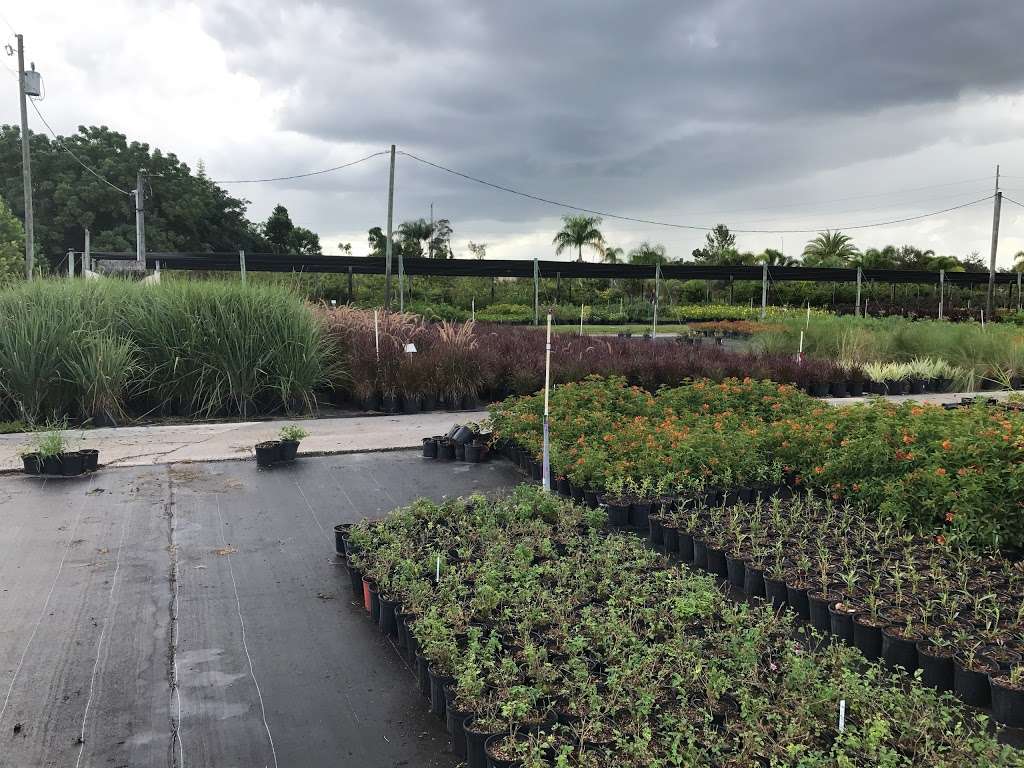 Royal Landscape Nursery | 2204 Hempel Ave, Gotha, FL 34734, USA | Phone: (407) 378-5126