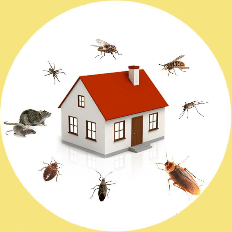 Reign Pest Management | 6484 Anna May Dr, Walls, MS 38680, USA | Phone: (901) 505-7910