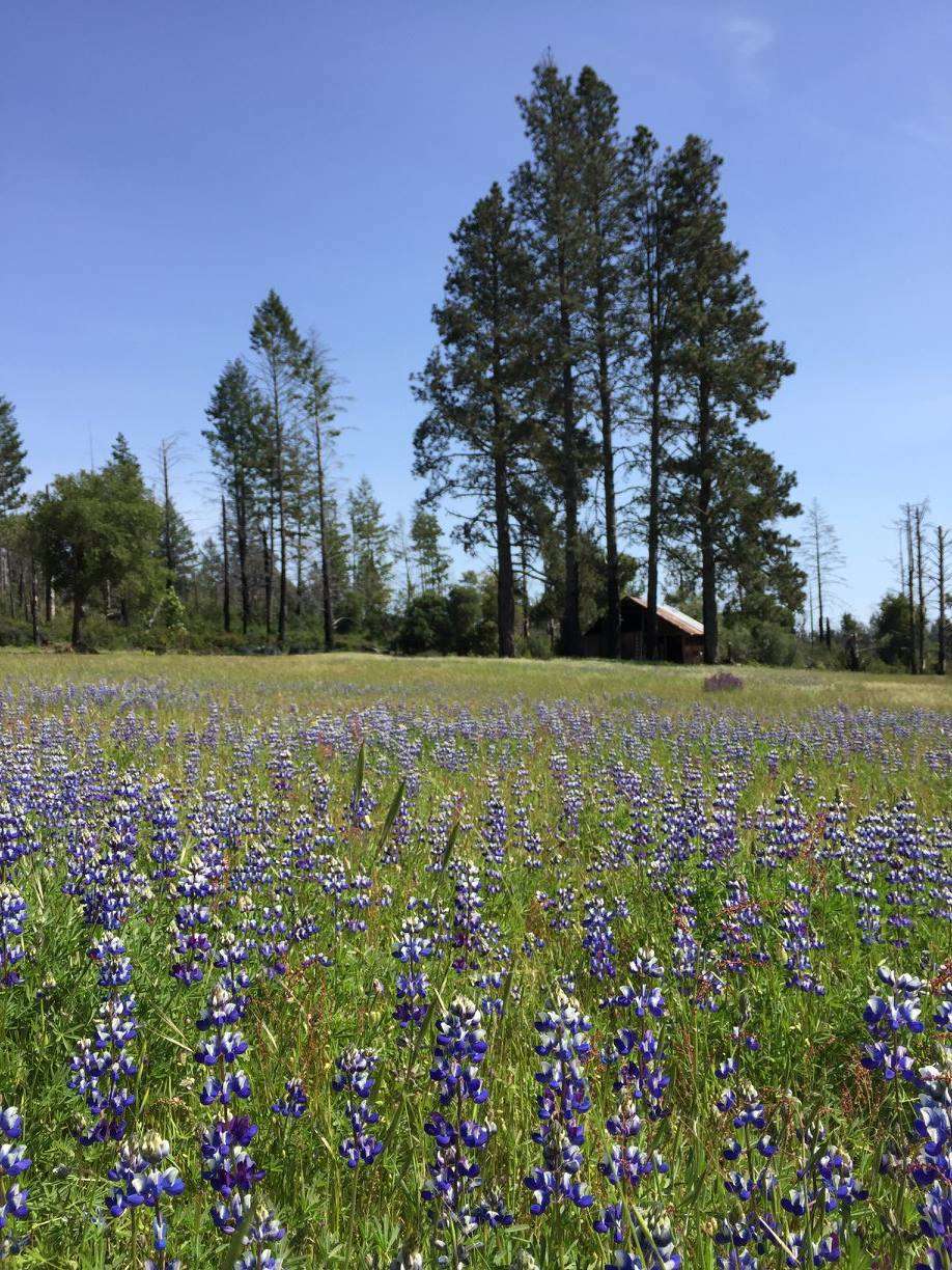 Deerhaven Herb & Flower Farm | 854 Martin Rd, Santa Cruz, CA 95060, USA | Phone: (831) 427-1919