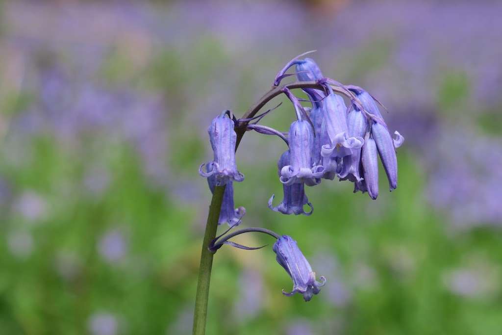 Great Church Wood Nature Reserve | Woldingham, Caterham CR3 7JG, UK