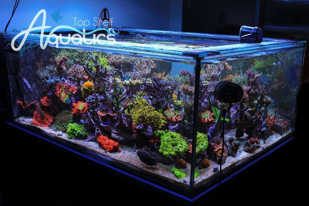 Top Shelf Aquatics | 7250 Aloma Ave #102, Winter Park, FL 32792 | Phone: (407) 677-7333