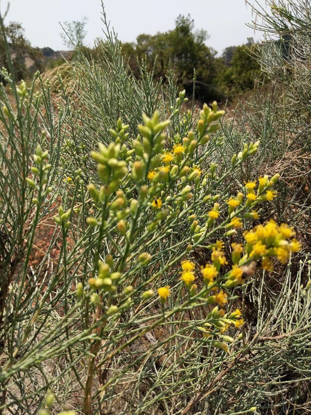 Walnut Canyon Trailhead | Unnamed Road, Pasadena, CA 91107, USA