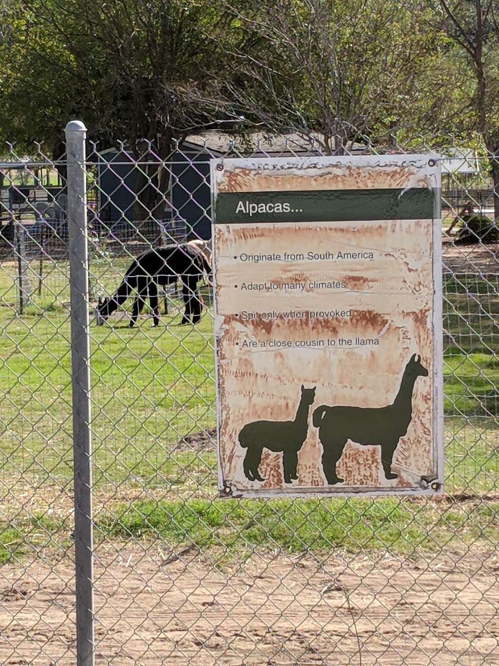 Alpacas at Windy Hill | 7660 Bradley Rd, Somis, CA 93066 | Phone: (805) 907-5162