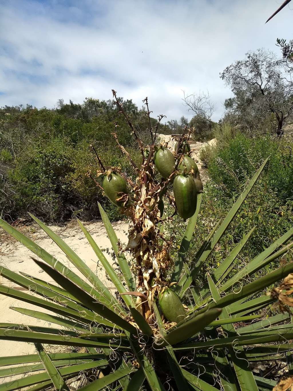 Manchester Preserve | Unnamed Road, Encinitas, CA 92024, USA