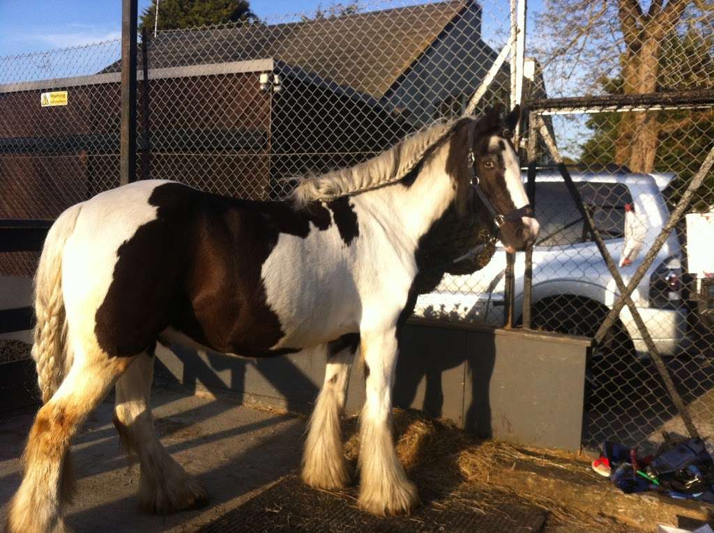 Barnfield Riding School | Parkfields Rd, Kingston upon Thames KT2 5LL, UK | Phone: 020 8546 3616