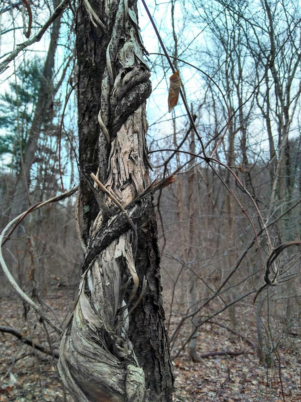 Emlen Meadow | 7306 Emlen St, Philadelphia, PA 19119, USA