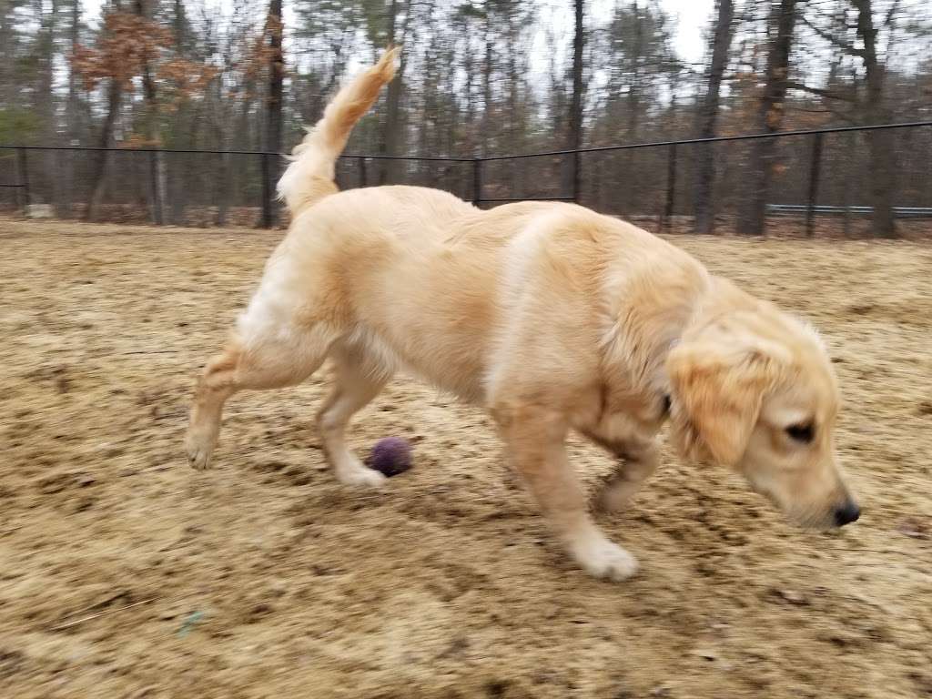 Andover Dog Park | 288 High Plain Rd, Andover, MA 01810, USA | Phone: (763) 757-3920