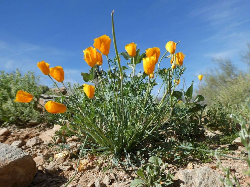 McDowell Sonoran Preserve Gateway Trail | 18333 N Thompson Peak Pkwy, Scottsdale, AZ 85255, USA | Phone: (480) 312-7013