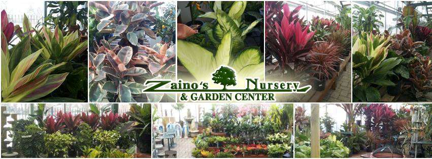 Zainos Nursery & Garden Center | 900 Jericho Turnpike, Westbury, NY 11590 | Phone: (516) 333-7097