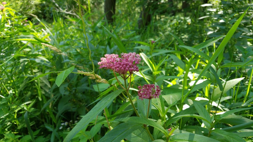 Robinson Park | 1202 Egret Blvd NW, Coon Rapids, MN 55433, USA | Phone: (763) 755-2880